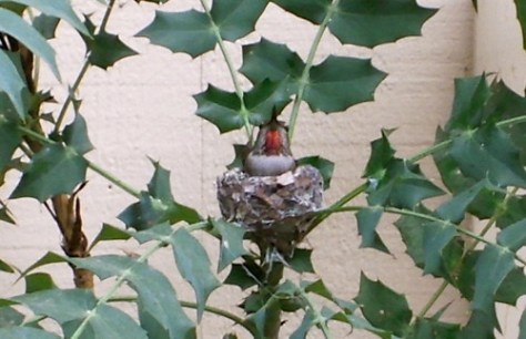 Anna's Hummingbird on a nest